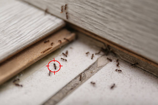 Best Rat Extermination Near Me  in Montvale, NJ