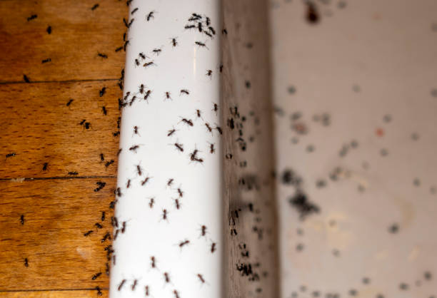 Insect Control in Montvale, NJ