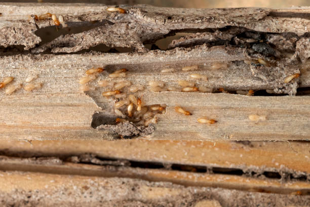Wasp Removal Services in Montvale, NJ